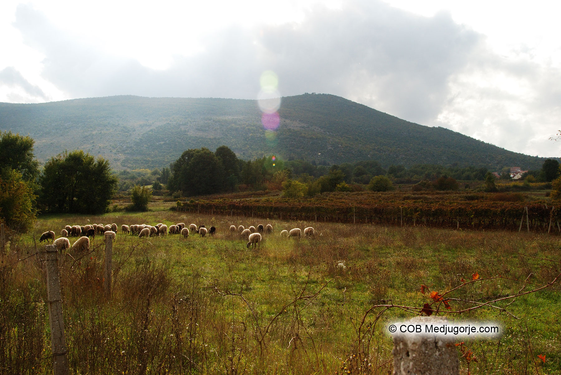 Sheep graze peacefully under a beautiful Medjugorje sky