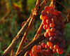 Grapes in Medjugorje